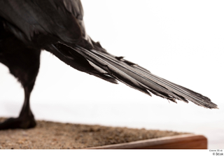 Double-crested cormorant Phalacrocorax auritus tail 0002.jpg